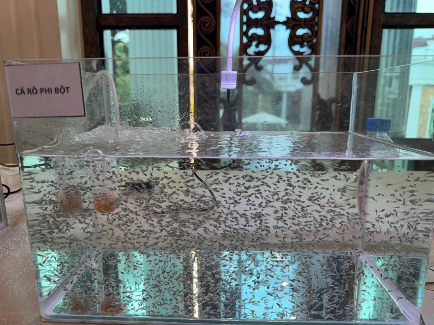 656793802 2479391829217003 6786660561611294631 n