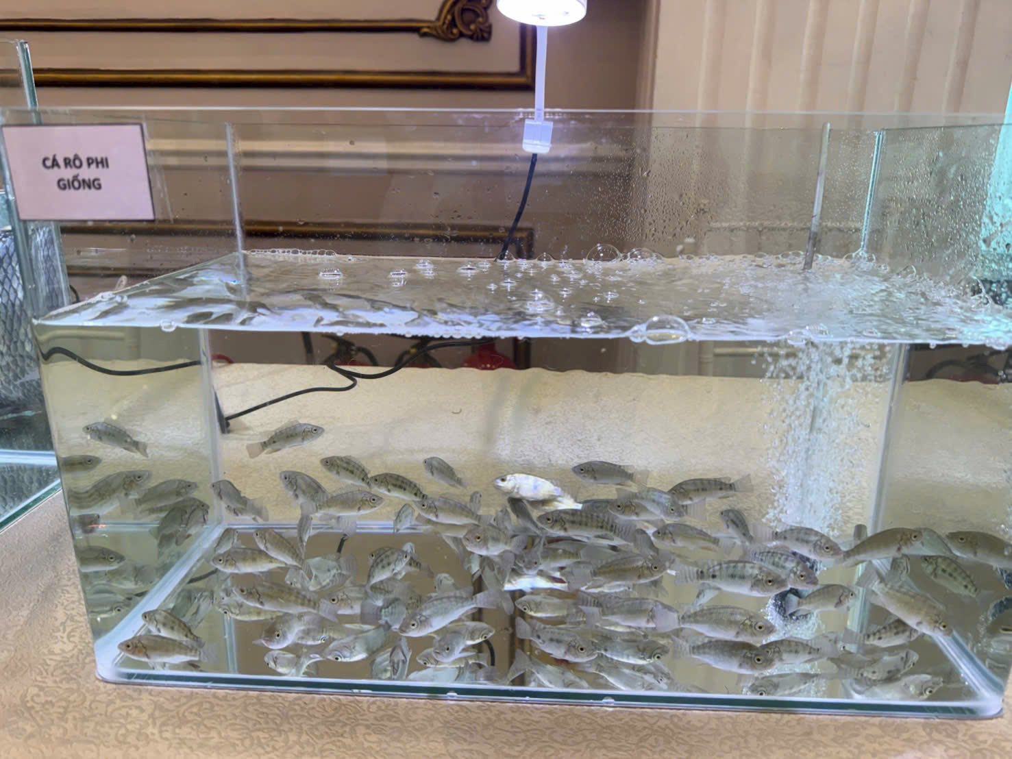 656994920 2479392089216977 4644646208595095515 n